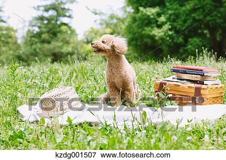 Toy poodle in a park View Large Photo Image Stock Photo - Toy poodle in a park. Fotosearch