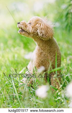 Stock Photo - Toy poodle in a park. Fotosearch