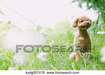 Stock Photo - Toy poodle in a park. Fotosearch