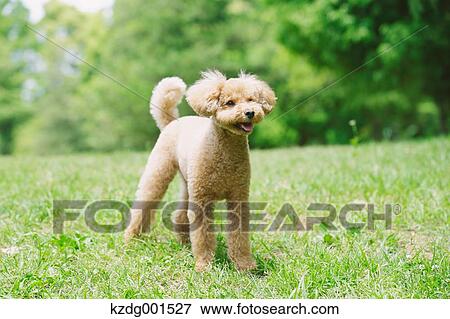 Stock Photo - Toy poodle in a park. Fotosearch