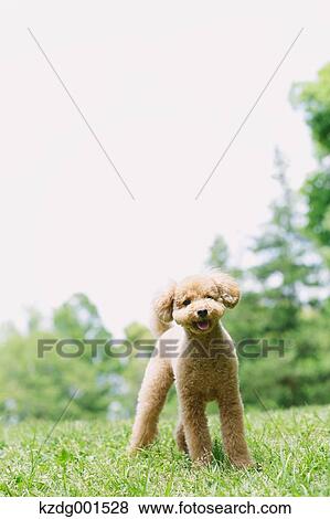 Toy poodle in a park View Large Photo Image Stock Photo - Toy poodle in a park. Fotosearch