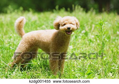 Stock Photography - Toy poodle in a park. Fotosearch