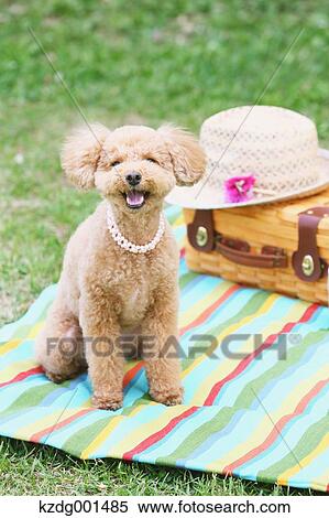Toy poodle in a park View Large Photo Image Stock Photography - Toy poodle in a park. Fotosearch