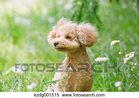 Stock Photography - Toy poodle in a park. Fotosearch