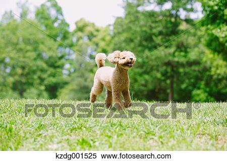 Toy poodle in a park View Large Photo Image Stock Photography - Toy poodle in a park. Fotosearch