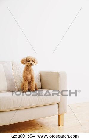 Picture - Toy poodle on sofa. Fotosearch