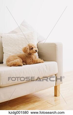 Toy poodle on sofa View Large Photo Image Stock Image - Toy poodle on sofa. Fotosearch