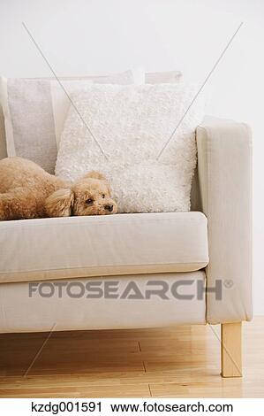 Toy poodle on sofa View Large Photo Image Stock Image - Toy poodle on sofa. Fotosearch