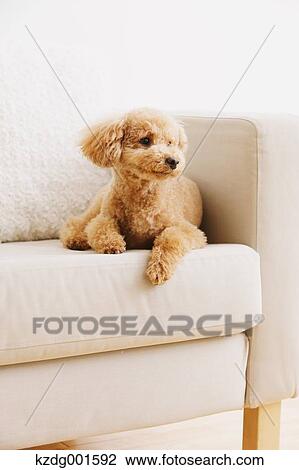Toy poodle on sofa View Large Photo Image Stock Image - Toy poodle on sofa. Fotosearch