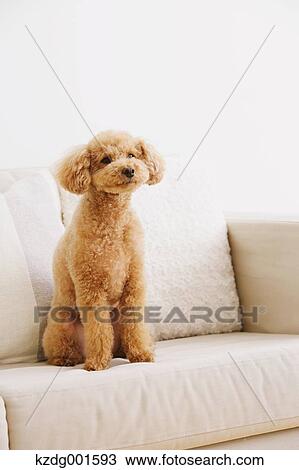 Toy poodle on sofa View Large Photo Image Stock Image - Toy poodle on sofa. Fotosearch