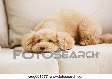 Toy poodle on sofa View Large Photo Image Stock Photo - Toy poodle on sofa. Fotosearch