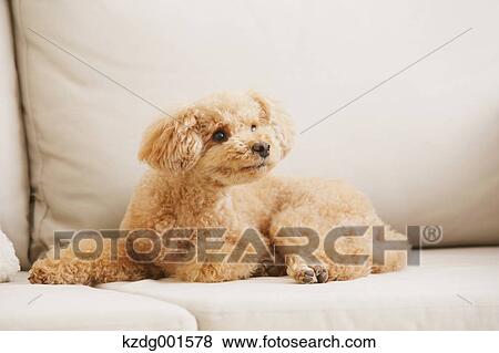 Toy poodle on sofa View Large Photo Image Stock Photo - Toy poodle on sofa. Fotosearch