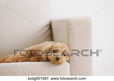 Stock Photo - Toy poodle on sofa. Fotosearch