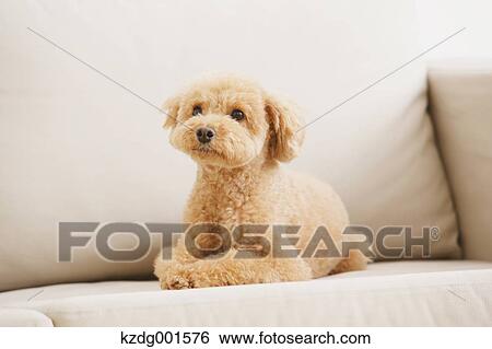 Stock Photograph - Toy poodle on sofa. Fotosearch