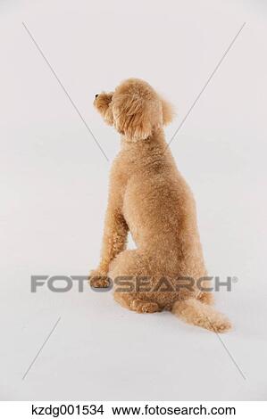 Toy poodle View Large Photo Image Picture - Toy poodle. Fotosearch