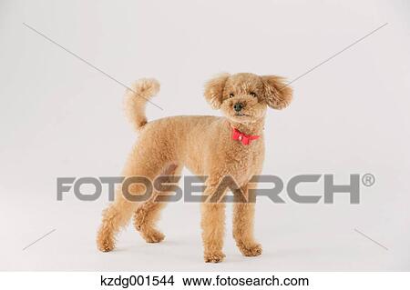 Toy poodle View Large Photo Image Picture - Toy poodle. Fotosearch
