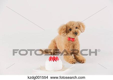 Toy poodle View Large Photo Image Picture - Toy poodle. Fotosearch