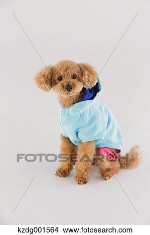 Toy poodle View Large Photo Image Picture - Toy poodle. Fotosearch