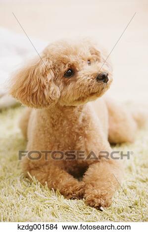 Toy poodle View Large Photo Image Picture - Toy poodle. Fotosearch