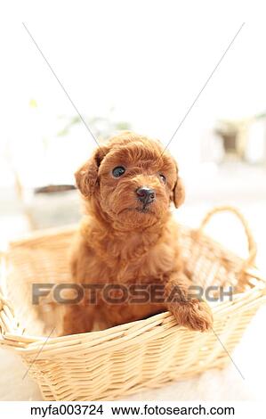 Toy Poodle View Large Photo Image Picture - Toy Poodle. Fotosearch