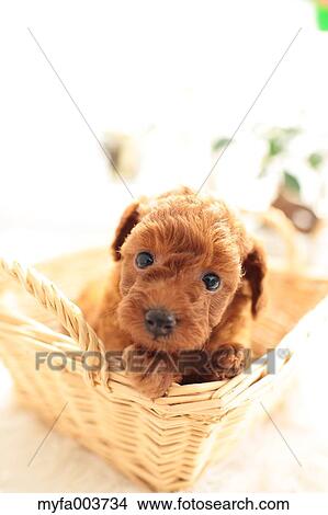 Toy Poodle View Large Photo Image Picture - Toy Poodle. Fotosearch