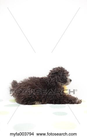 Toy Poodle View Large Photo Image Picture - Toy Poodle. Fotosearch