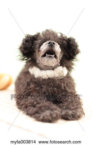 Toy Poodle View Large Photo Image Picture - Toy Poodle. Fotosearch
