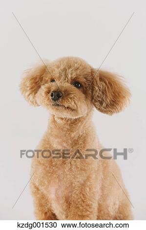 Toy poodle View Large Photo Image Stock Image - Toy poodle. Fotosearch