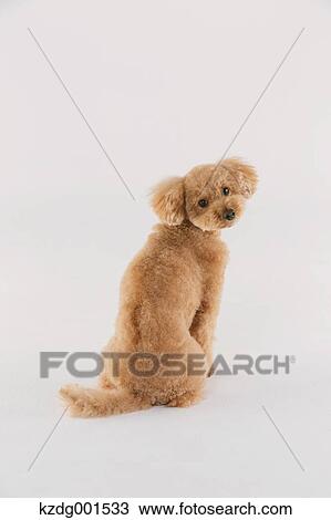 Toy poodle View Large Photo Image Stock Image - Toy poodle. Fotosearch
