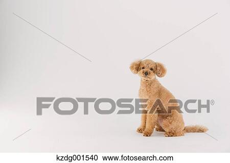 Stock Image - Toy poodle. Fotosearch