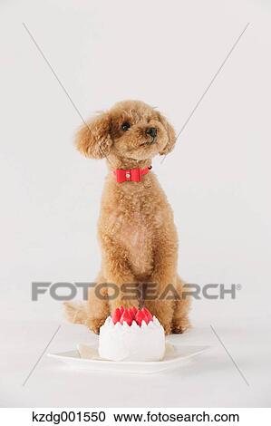 Stock Image - Toy poodle. Fotosearch