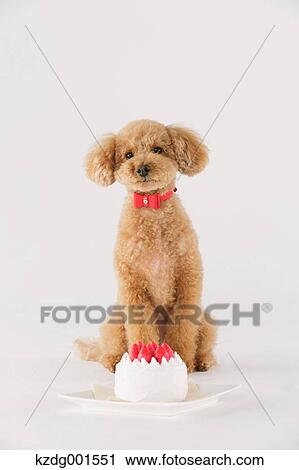 Stock Image - Toy poodle. Fotosearch