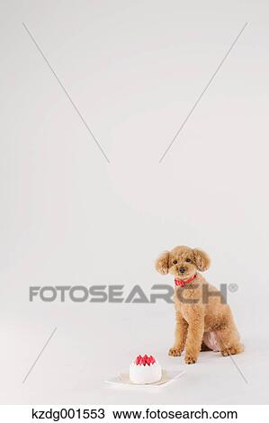 Stock Image - Toy poodle. Fotosearch