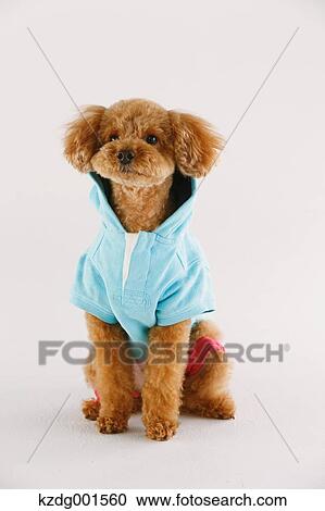 Toy poodle View Large Photo Image Stock Image - Toy poodle. Fotosearch