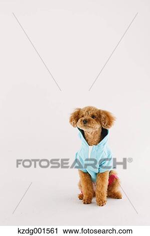 Toy poodle View Large Photo Image Stock Image - Toy poodle. Fotosearch
