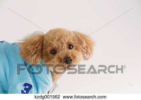 Stock Image - Toy poodle. Fotosearch