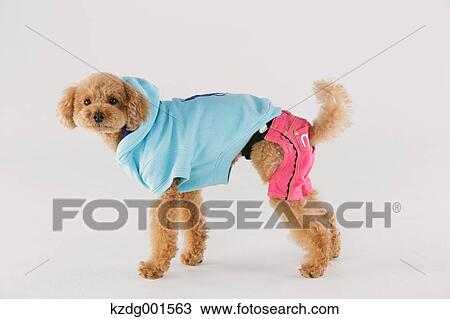 Toy poodle View Large Photo Image Stock Image - Toy poodle. Fotosearch