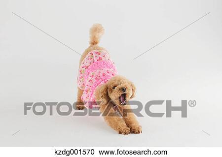 Toy poodle View Large Photo Image Stock Image - Toy poodle. Fotosearch