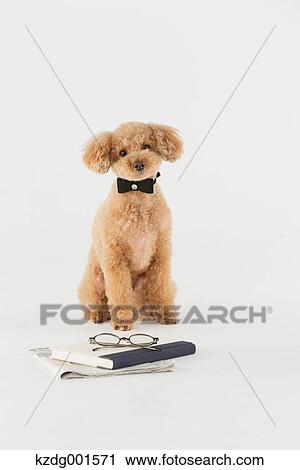 Toy poodle View Large Photo Image Stock Image - Toy poodle. Fotosearch