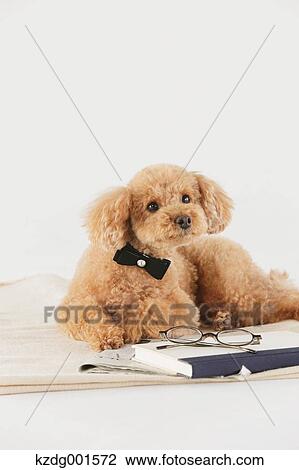 Stock Image - Toy poodle. Fotosearch