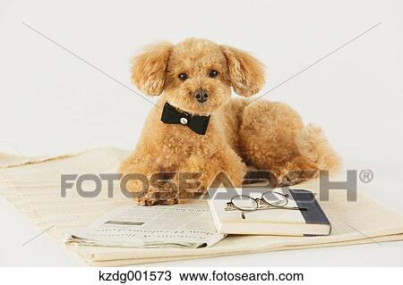 Toy poodle View Large Photo Image Stock Image - Toy poodle. Fotosearch