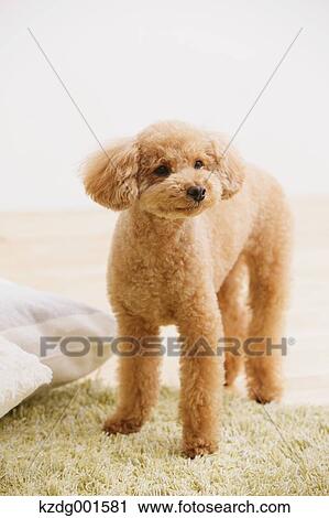 Toy poodle View Large Photo Image Stock Image - Toy poodle. Fotosearch