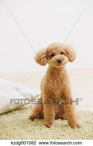 Stock Image - Toy poodle. Fotosearch