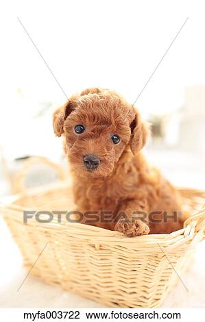 Toy Poodle View Large Photo Image Stock Image - Toy Poodle. Fotosearch