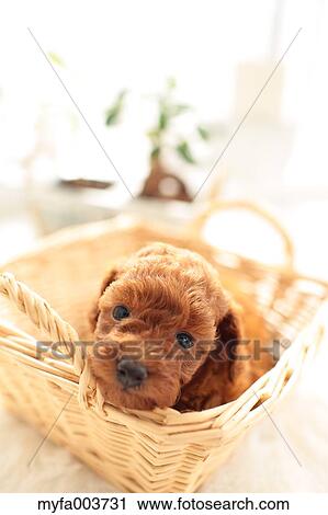 Toy Poodle View Large Photo Image Stock Image - Toy Poodle. Fotosearch