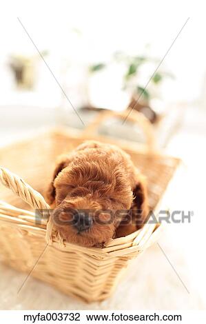 Toy Poodle View Large Photo Image Stock Image - Toy Poodle. Fotosearch