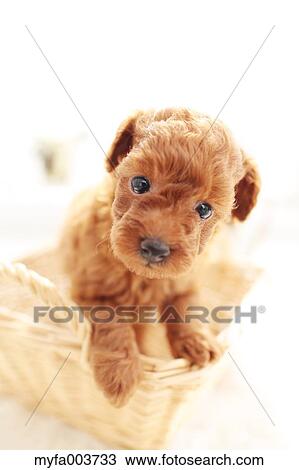 Toy Poodle View Large Photo Image Stock Image - Toy Poodle. Fotosearch