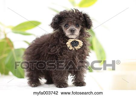 Toy Poodle View Large Photo Image Stock Image - Toy Poodle. Fotosearch