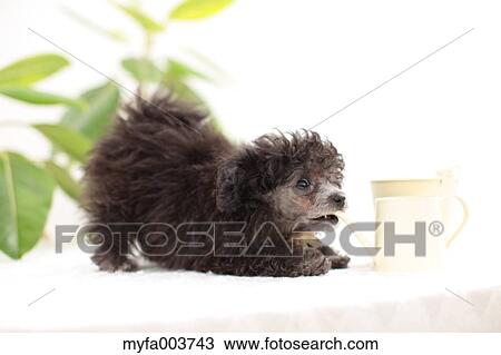 Toy Poodle View Large Photo Image Stock Image - Toy Poodle. Fotosearch