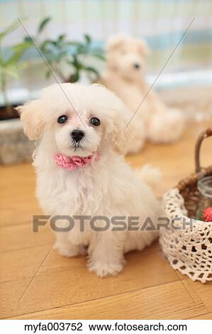 Toy Poodle View Large Photo Image Stock Image - Toy Poodle. Fotosearch